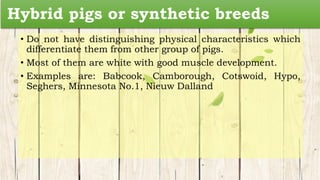 Hybrid pigs or synthetic breeds
• Do not have distinguishing physical characteristics which
differentiate them from other group of pigs.
• Most of them are white with good muscle development.
• Examples are: Babcook, Camborough, Cotswoid, Hypo,
Seghers, Minnesota No.1, Nieuw Dalland
 