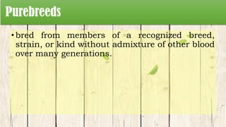 Purebreeds
•bred from members of a recognized breed,
strain, or kind without admixture of other blood
over many generations.
 