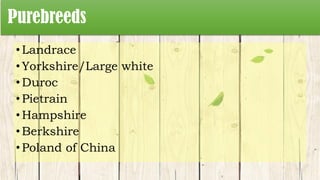 Purebreeds
•Landrace
•Yorkshire/Large white
•Duroc
•Pietrain
•Hampshire
• Berkshire
• Poland of China
 