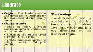 Landrace
• Origin – first landrace swine
was developed in Denmark for
the production of high quality
bacon.
• Characteristics
 white in color, although
black skin spots or freckles are
rather common.
 known as the longest breed
of swine (16 to 17 ribs)
 prolific and good mothering
ability under Philippine
condition.
• Disadvantage
 weak legs and pasterns
especially on the hind leg.
Some strains of landrace
have narrow body and long
legs depending on the
country of origin.
 