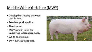 Middle White Yorkshire (MWY)
• Develop by crossing between
LWY & SWY.
• Excellent pork quality.
• Short snout.
• MWY used in India for
improving indigenous stock.
• White coat colour.
• BW= 270-360 kg (boar).
 