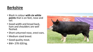 Berkshire
• Black in colour with six white
points that is on feet, nose and
tail.
• Good width and broad back,
ham and shoulders are well
fleshed.
• Short unturned nose, erect ears.
• Medium sized breed.
• Good quality meat.
• BW= 270-320 kg.
 