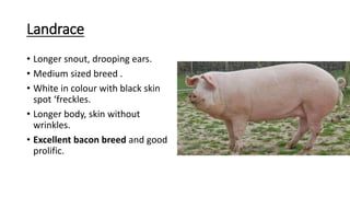 Landrace
• Longer snout, drooping ears.
• Medium sized breed .
• White in colour with black skin
spot ‘freckles.
• Longer body, skin without
wrinkles.
• Excellent bacon breed and good
prolific.
 