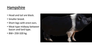 Hampshire
• Head and tail are black.
• Smaller breed.
• Short legs with erect ears.
• Meat type midway between
bacon and lard type.
• BW= 250-320 kg.
 