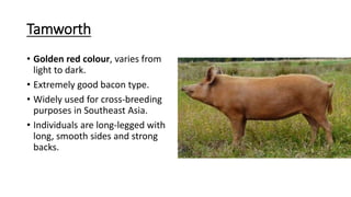 Tamworth
• Golden red colour, varies from
light to dark.
• Extremely good bacon type.
• Widely used for cross-breeding
purposes in Southeast Asia.
• Individuals are long-legged with
long, smooth sides and strong
backs.
 