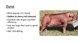 Duroc
• Most popular U.S. breed.
• Golden to cherry red coloured.
• Excellent rate of gain and feed
efficiency.
• Sow has large litter and is a good
mother.
• BW= 350-400 kg.
 