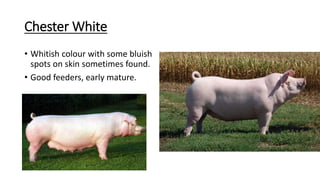 Chester White
• Whitish colour with some bluish
spots on skin sometimes found.
• Good feeders, early mature.
 