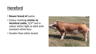 Hereford
• Newer breed of swine.
• Colour marking similar to
Hereford cattle, 2/3rd red in
colour either light or dark with
constant white face.
• Smaller than other breed.
 
