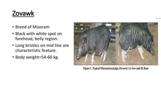 Zovawk
• Breed of Mizoram
• Black with white spot on
forehead, belly region.
• Long bristles on mid line are
characteristic feature.
• Body weight=54-60 kg.
 
