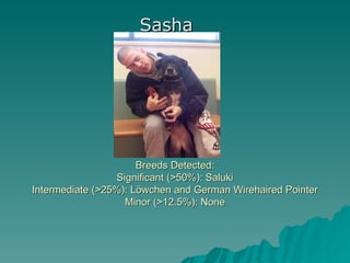 Sasha




                      Breeds Detected:
                 Significant (>50%): Saluki
Intermediate (>25%): Löwchen and German Wirehaired Pointer
                   Minor (>12.5%): None
 
