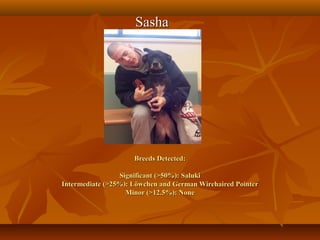 Sasha




                     Breeds Detected:

                 Significant (>50%): Saluki
Intermediate (>25%): Löwchen and German Wirehaired Pointer
                   Minor (>12.5%): None
 