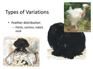 Types of Variations
• Feather distribution
– Polish, cochins, naked
neck
 