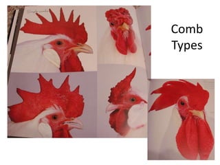 Comb
Types
 