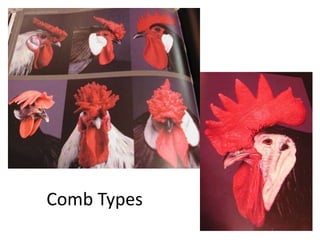 Comb Types
 