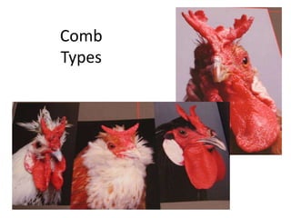 Comb
Types
 