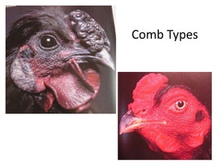 Comb Types
 