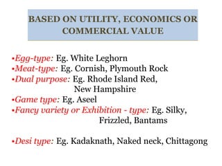 BASED ON UTILITY, ECONOMICS OR
COMMERCIAL VALUE
•Egg-type: Eg. White Leghorn
•Meat-type: Eg. Cornish, Plymouth Rock
•Dual purpose: Eg. Rhode Island Red,
New Hampshire
•Game type: Eg. Aseel
•Fancy variety or Exhibition - type: Eg. Silky,
Frizzled, Bantams
•Desi type: Eg. Kadaknath, Naked neck, Chittagong
 
