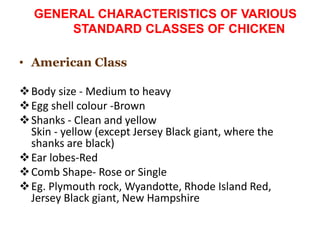 GENERAL CHARACTERISTICS OF VARIOUS
STANDARD CLASSES OF CHICKEN
• American Class
Body size - Medium to heavy
Egg shell colour -Brown
Shanks - Clean and yellow
Skin - yellow (except Jersey Black giant, where the
shanks are black)
Ear lobes-Red
Comb Shape- Rose or Single
Eg. Plymouth rock, Wyandotte, Rhode Island Red,
Jersey Black giant, New Hampshire
 