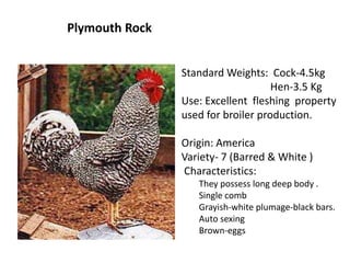 Plymouth Rock
Standard Weights: Cock-4.5kg
Hen-3.5 Kg
Use: Excellent fleshing property
used for broiler production.
Origin: America
Variety- 7 (Barred & White )
Characteristics:
They possess long deep body .
Single comb
Grayish-white plumage-black bars.
Auto sexing
Brown-eggs
 