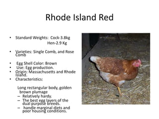 Rhode Island Red
• Standard Weights: Cock-3.8kg
Hen-2.9 Kg
• Varieties: Single Comb, and Rose
Comb
• Egg Shell Color: Brown
• Use: Egg production.
• Origin: Massachusetts and Rhode
Island.
• Characteristics:
Long rectangular body, golden
brown plumage
– Relatively hardy.
– The best egg layers of the
dual purpose breeds.
– handle marginal diets and
poor housing conditions.
 