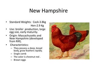 New Hampshire
• Standard Weights: Cock-3.8kg
Hen-2.9 Kg
• Use: broiler production, large
egg size, early maturity.
• Origin: Massachusetts and
New Hampshire (developed
from RIR).
• Characteristics:
– They possess a deep, broad
body, grow feathers rapidly.
– Single comb
– The color is chestnut red .
– Brown-eggs
 