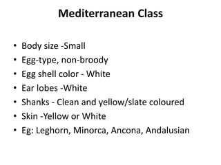 Mediterranean Class
• Body size -Small
• Egg-type, non-broody
• Egg shell color - White
• Ear lobes -White
• Shanks - Clean and yellow/slate coloured
• Skin -Yellow or White
• Eg: Leghorn, Minorca, Ancona, Andalusian
 