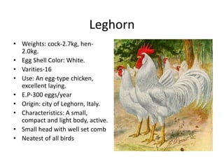 Leghorn
• Weights: cock-2.7kg, hen-
2.0kg.
• Egg Shell Color: White.
• Varities-16
• Use: An egg-type chicken,
excellent laying.
• E.P-300 eggs/year
• Origin: city of Leghorn, Italy.
• Characteristics: A small,
compact and light body, active.
• Small head with well set comb
• Neatest of all birds
 