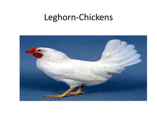 Leghorn-Chickens
 
