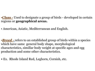 •Class - Used to designate a group of birds - developed in certain
regions or geographical areas.
• American, Asiatic, Mediterranean and English.
•Breed - refers to an established group of birds within a species
which have same general body shape, morphological
characteristics, simillar body weight at specific ages and egg
production and some other characteristics.
• Ex. Rhode Island Red, Leghorn, Cornish, etc.
 