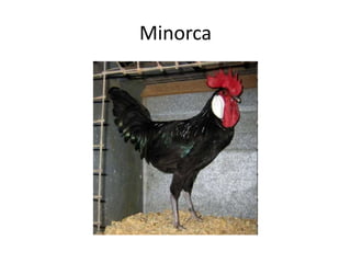Minorca
 
