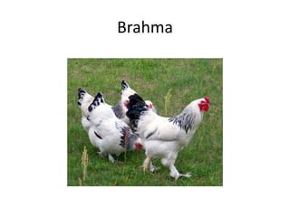 Brahma
 