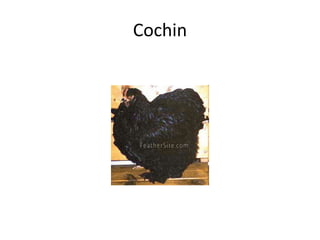 Cochin
 