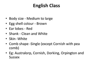 English Class
• Body size - Medium to large
• Egg shell colour - Brown
• Ear lobes - Red
• Shank - Clean and White
• Skin -White
• Comb shape -Single (except Cornish with pea
comb)
• Eg: Australorp, Cornish, Dorking, Orpington and
Sussex
 
