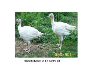 Domestic turkeys at 1 ½ months old
 
