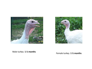 Male turkey 1 ½ months
Female turkey 1 ½ months
 