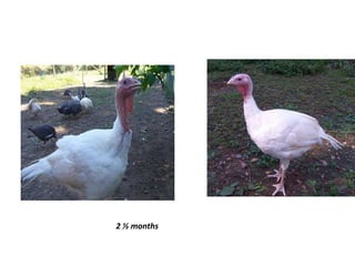 2 ½ months
 
