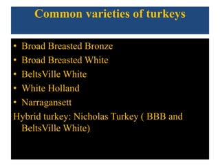 Common varieties of turkeys
• Broad Breasted Bronze
• Broad Breasted White
• BeltsVille White
• White Holland
• Narragansett
Hybrid turkey: Nicholas Turkey ( BBB and
BeltsVille White)
 