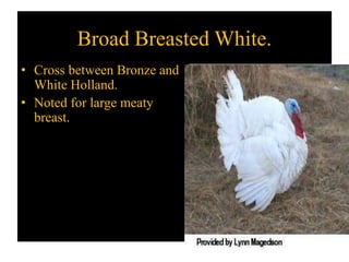 Broad Breasted White.
• Cross between Bronze and
White Holland.
• Noted for large meaty
breast.
 