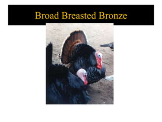 Broad Breasted Bronze
 