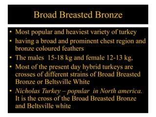 Broad Breasted Bronze
• Most popular and heaviest variety of turkey
• having a broad and prominent chest region and
bronze coloured feathers
• The males 15-18 kg and female 12-13 kg,
• Most of the present day hybrid turkeys are
crosses of different strains of Broad Breasted
Bronze or Beltsville White
• Nicholas Turkey – popular in North america.
It is the cross of the Broad Breasted Bronze
and Beltsville white
 