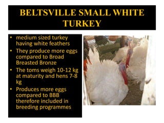 BELTSVILLE SMALL WHITE
TURKEY
• medium sized turkey
having white feathers
• They produce more eggs
compared to Broad
Breasted Bronze
• The toms weigh 10-12 kg
at maturity and hens 7-8
kg
• Produces more eggs
compared to BBB
therefore included in
breeding programmes
 