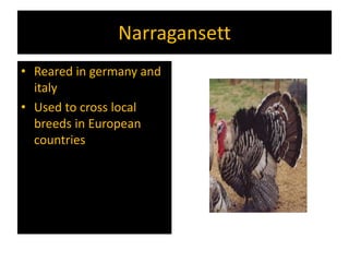 Narragansett
• Reared in germany and
italy
• Used to cross local
breeds in European
countries
 