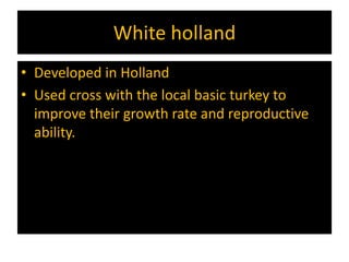 White holland
• Developed in Holland
• Used cross with the local basic turkey to
improve their growth rate and reproductive
ability.
 