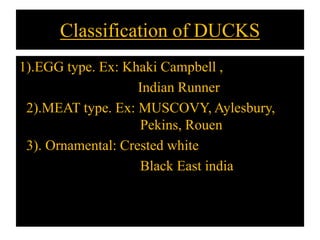 Classification of DUCKS
1).EGG type. Ex: Khaki Campbell ,
Indian Runner
2).MEAT type. Ex: MUSCOVY, Aylesbury,
Pekins, Rouen
3). Ornamental: Crested white
Black East india
 