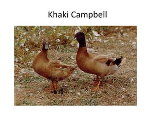 Khaki Campbell
 