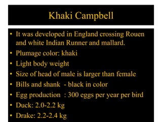Khaki Campbell
• It was developed in England crossing Rouen
and white Indian Runner and mallard.
• Plumage color: khaki
• Light body weight
• Size of head of male is larger than female
• Bills and shank - black in color
• Egg production : 300 eggs per year per bird
• Duck: 2.0-2.2 kg
• Drake: 2.2-2.4 kg
 