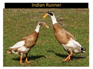 Indian Runner
 