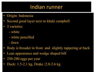 Indian runner
• Origin: Indonesia
• Second good layer next to khaki campbell
• 3 varieties
- white
- white pencilled
- fawn
• Body is broader in front and slightly tappering at back
• Lean appearance and wedge shaped bill
• 250-280 eggs per year
• Duck: 1.5-2.1 kg, Drake :2.0-2.6 kg
 