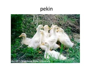 pekin
 