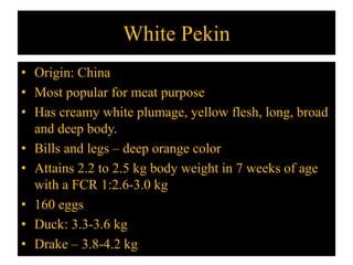White Pekin
• Origin: China
• Most popular for meat purpose
• Has creamy white plumage, yellow flesh, long, broad
and deep body.
• Bills and legs – deep orange color
• Attains 2.2 to 2.5 kg body weight in 7 weeks of age
with a FCR 1:2.6-3.0 kg
• 160 eggs
• Duck: 3.3-3.6 kg
• Drake – 3.8-4.2 kg
 